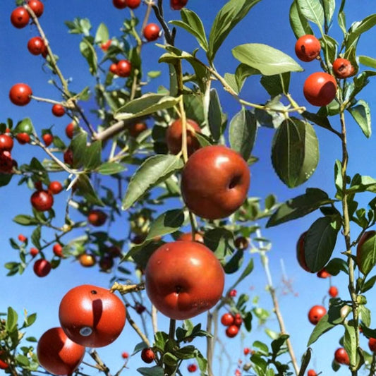Chico Jujube – Ziziphus jujuba ‘Chico’ Grafted Tree | 4 Feet Tall | Includes 3 Gallon Nursery Pot  Crisp Apple-Like Fruit | Sweet-Tart Flavor | Unique Round Variety