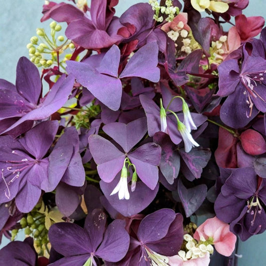 Purple Shamrock – Oxalis triangularis Live Plant | 6 Inch Pot | Striking Purple Foliage  Butterfly-Like Leaves | Lilac Blooms | Indoor & Outdoor Friendly