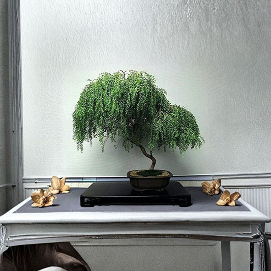 Dwarf Weeping Willow Bonsai – Thick Trunk Cutting | Live Willow Tree Starter | Indoor Outdoor Bonsai Plant | Fast Growing Unique Tree