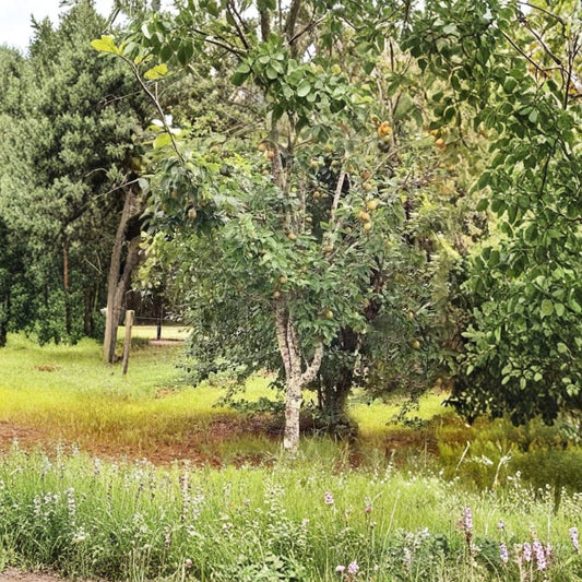 Ayers Pear Tree – Pyrus communis ‘Ayers’ Grafted Bare-Root Tree | Sweet Southern Favorite  Low Chill Variety | Fire Blight Resistant | August Harvest