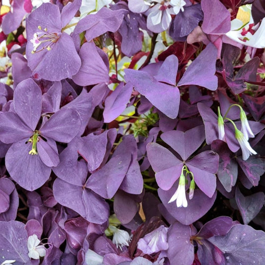 Oxalis ‘Ebony Allure’ – Oxalis Hybrid Live Plant | 6 Inch Cup | Deep Purple Foliage  Velvety Dark Leaves | Compact Grower | Unique Collector Plant