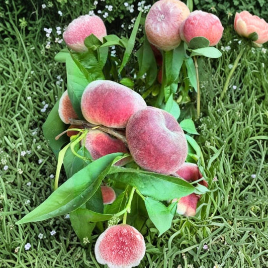 Sauzee Swirl Saucer Peach – Prunus persica ‘Sauzee Swirl’ Live Fruit Tree | 3 Feet Tall | Shipped in 2 Gallon Bag  Sweet Donut Peach | Early Harvest | Unique Flat Fruit