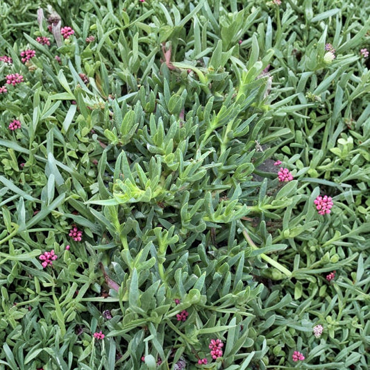 Ice Plant Cuttings – Purple Flower Live Unrooted Succulent | Set of 25 | Hardy Ground Cover Plant | Drought Tolerant | Easy to Grow