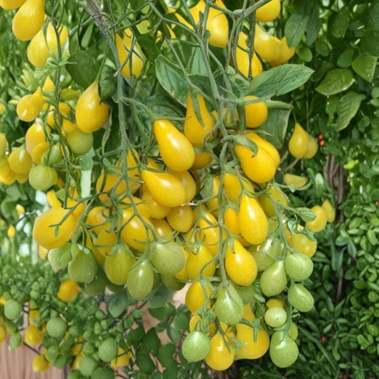 Pear Cherry Tomato – Heirloom Variety 30 Seeds | Non-GMO | Free Shipping  Sweet Pear-Shaped Tomatoes | High Yield | Easy to Grow