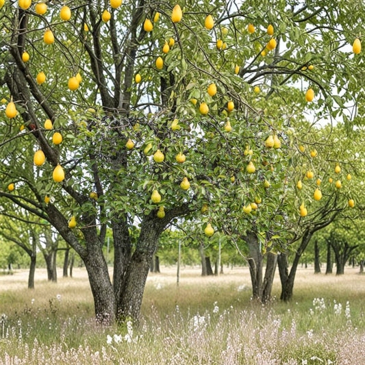 Live Pear Tree – Pyrus communis Young Fruit Tree | Up to 10" Tall | Garden Starter  Backyard Orchard | Spring Blossoms | Cold Hardy