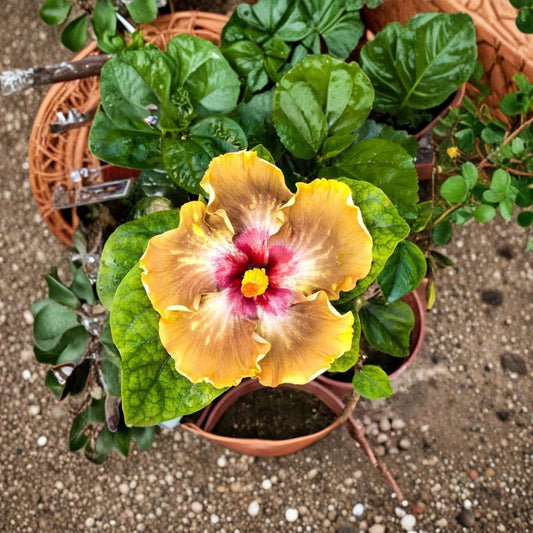 Moorea Drama Hibiscus Cuttings – 2 Fresh Unrooted Cuttings | 4–8 Inch Tropical Flower Plant | Rare Exotic Hibiscus | Easy to Propagate