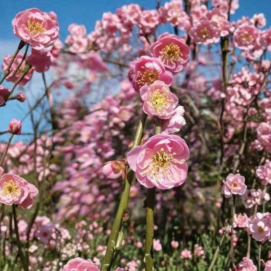 Prunus mume ‘Mokel’ – Japanese Flowering Apricot (Ume) Live Flowering/Fruiting Tree | 3 Feet Tall | Shipped in 2 Gallon Bag  Early Pink Blooms | Ornamental & Culinary Fruit | Elegant Garden Accent