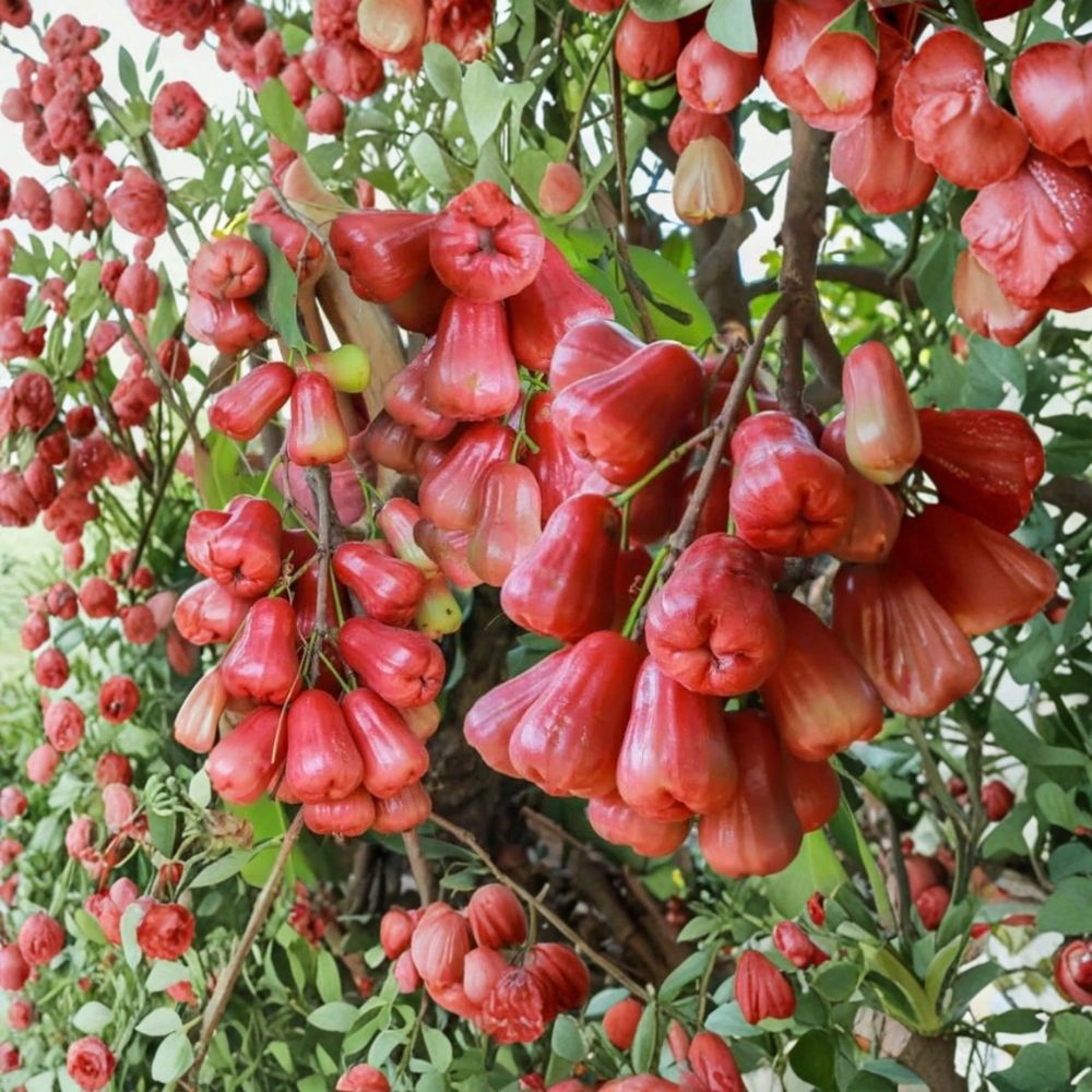 Red Wax Jambu Tree Live Plant – 2–3 Ft Air Layered Wax Apple | 3 Gallon Fruit Tree | Tropical Syzygium samarangense | No Ship CA