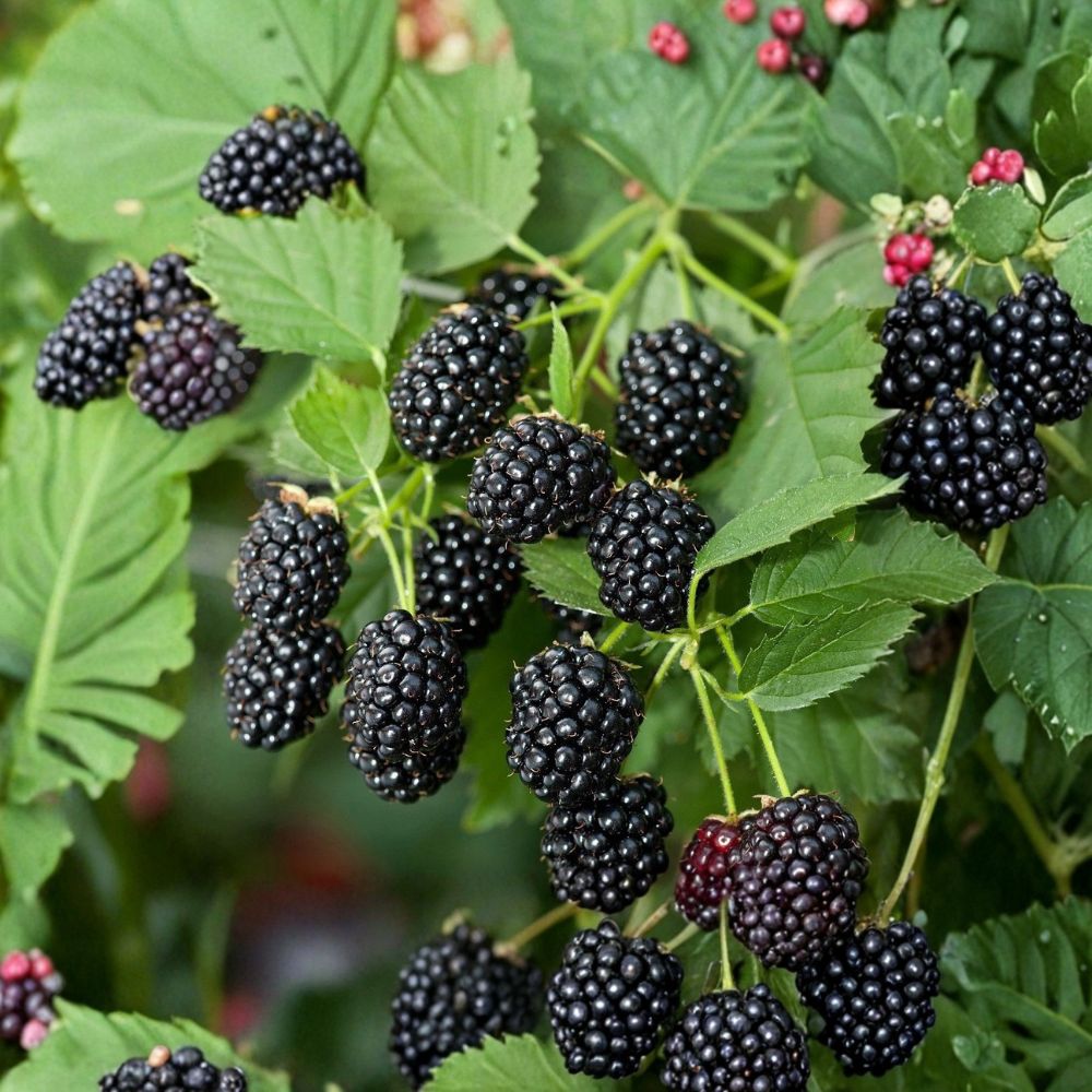 Caddo Thornless Blackberry – 1 Live Plant | 1–2 Year Old Well Rooted Plant | Sweet High Yield Berry Bush | Easy Grow Backyard Fruit Plant