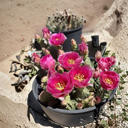 Opuntia Alberta Sunset Cactus Cutting | Cold Hardy Prickly Pear Zone 3 | Spineless Opuntia debreczyi | Pink Flowering Cactus | No Pot