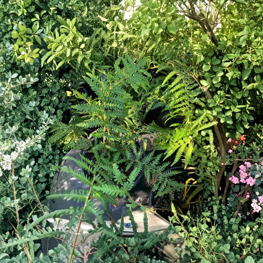 Dicksonia Fern – Dicksonia spp. Live Plant | 6–8 Inches Tall | Includes 1 Gallon Nursery Pot  Tree Fern Variety | Lush Tropical Foliage | Shade Loving Accent