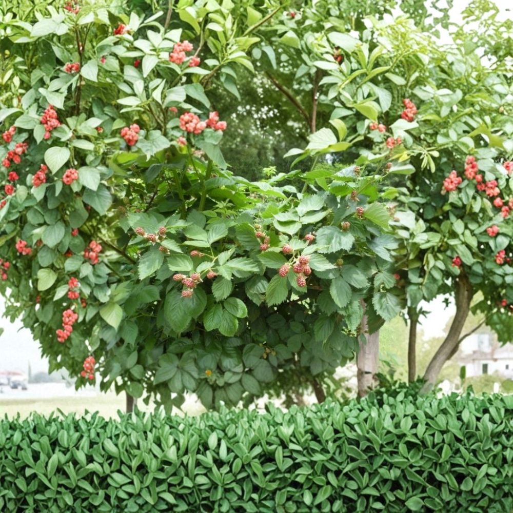 Ouachita Thornless Blackberry – 1 Live Starter Plug | Rubus Berry Plant | 3–6 Inches Tall | Sweet High Yield Berry Bush | Bare Root Garden Plant