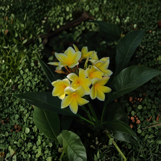 White Yellow Plumeria – Rooted Cutting 10–12 Inch | Frangipani Tropical Flower Plant | Florida Grown | Easy to Grow