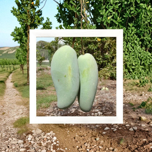 Brahm Kai Meu Mango – Thai Green Sweet Mango – Mangifera indica Grafted Tree | 1 Foot Tall | Includes 6 Inch Nursery Pot  Sweet & Crunchy While Green | Prolific Producer | Premium Thai Variety