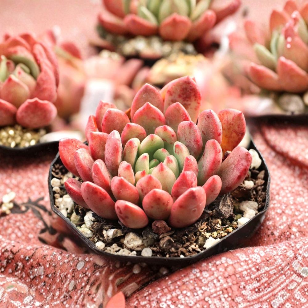 Graptoveria Bashful – Live Succulent Plant in 2 Inch Pot | Rosy Green Hybrid | Easy Care Indoor Plant | Compact Desk Succulent