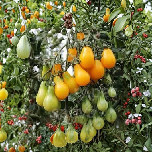 Yellow Pear Cherry Tomato – Organic Heirloom Vegetable Seeds | 100 Count | Indeterminate Variety  Mild Sweet Flavor | Heavy Producer | USA Grown Seeds