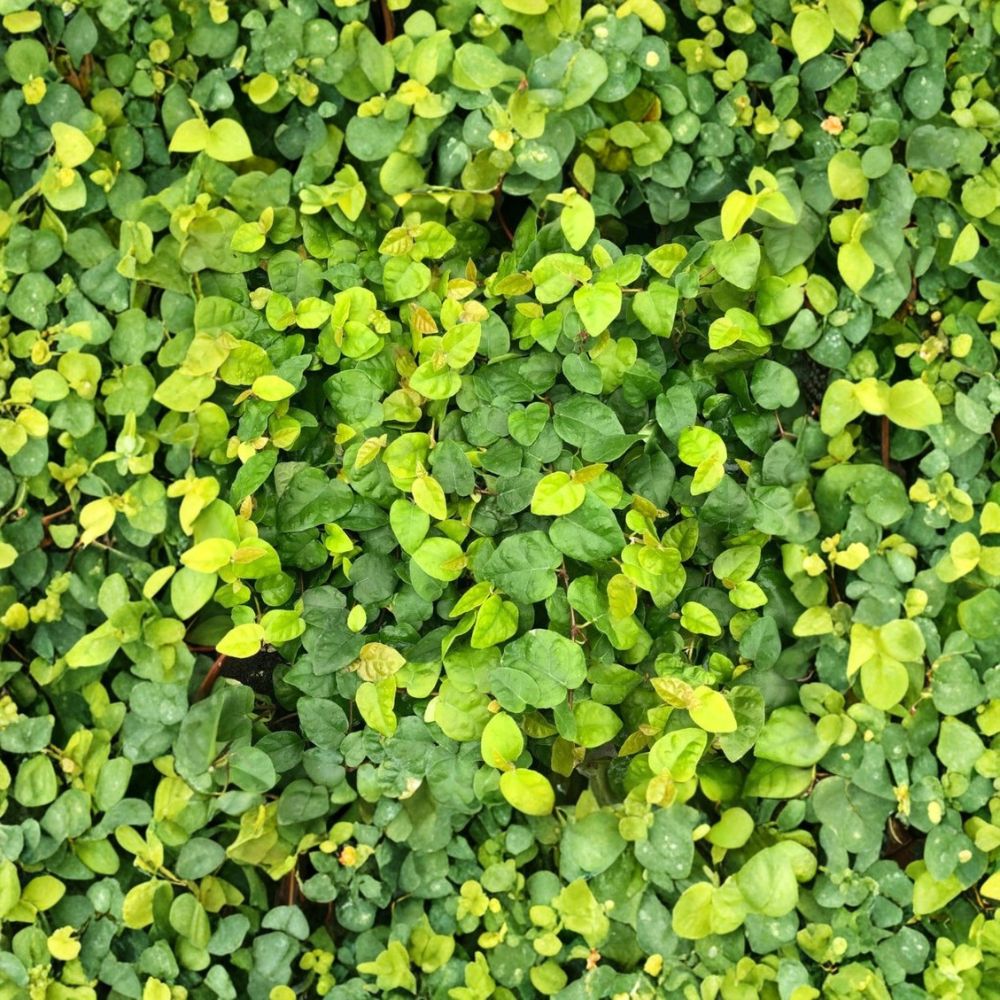 Ficus Pumila Creeping Fig Cuttings – 3 Live Unrooted Stems | Vivarium Terrarium Plant | Frog & Reptile Safe | Easy Growing Vine