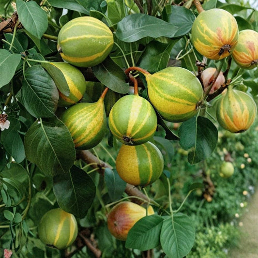 Schweizer Hosen Pear – Rare Variety 3 Scion Cuttings | For Grafting or Rooting  Sweet Hardy Pear | Rare European Cultivar