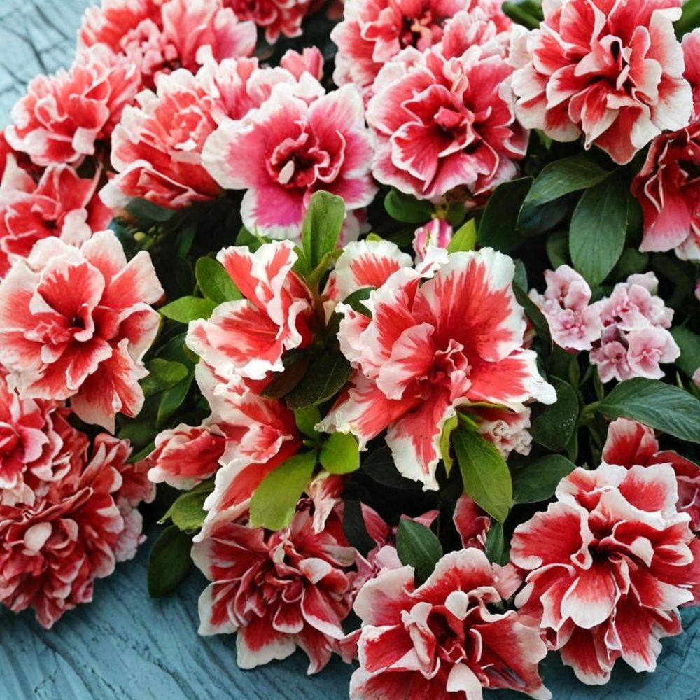 Mardi Gras Azalea Live Plant | Red White Bicolor Rhododendron | Starter Plant in Pot | Flowering Shrub | Easy Garden Plant