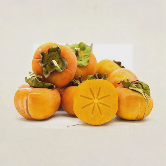 Fuyu Jiro Persimmon – Diospyros kaki ‘Jiro’ Live Fruit Tree | 3 Feet Tall | Shipped in 2 Gallon Bag  Non-Astringent Variety | Sweet Crisp Fruit | Easy to Grow