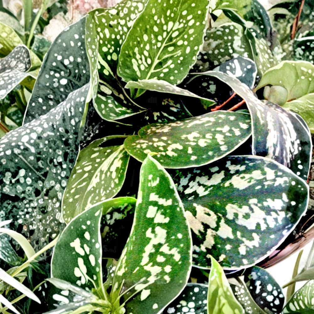 Silver Satin Pothos – Scindapsus Pictus Rooted Cutting 12 Inch | Variegated Trailing Houseplant | Easy Care Indoor Plant | Hanging Vine