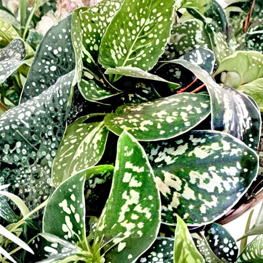 Silver Satin Pothos – Scindapsus Pictus Rooted Cutting 12 Inch | Variegated Trailing Houseplant | Easy Care Indoor Plant | Hanging Vine