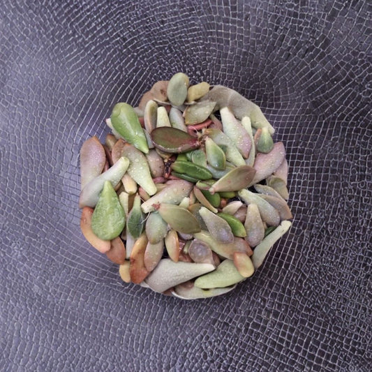 Succulent Leaves for Propagation – 70 Fresh Leaves + Bonus Cuttings | Mixed Varieties Pack | DIY Succulent Starter Kit | Easy to Grow