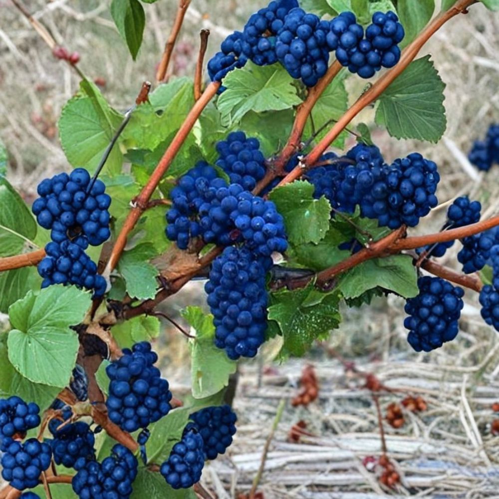 Mixed Grape Vine Cuttings – Pink & Blue Varieties Live Unrooted | Set of 10 | Hardy Fruit Vine | Home Vineyard Starter | Easy to Grow