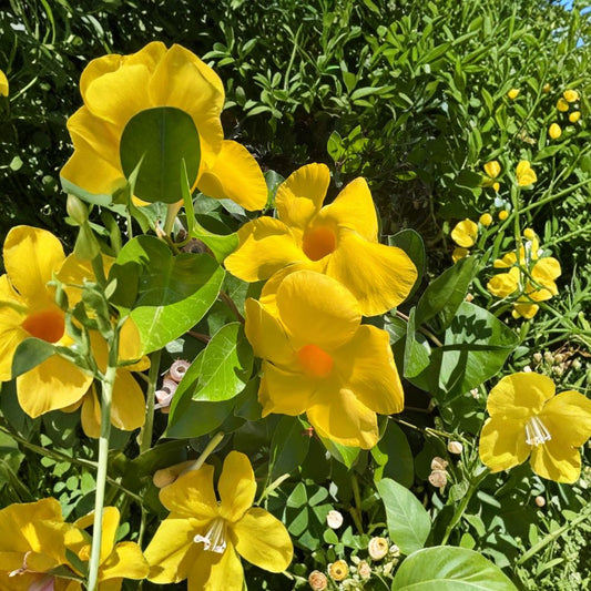 Opal Yellow Vining Dipladenia – Mandevilla x hybrida ‘Opal Yellow’ Live Flowering Vine | Shipped in 1 Gallon Pot  Bright Yellow Blooms | Tropical Climber | Perfect for Patio Trellises