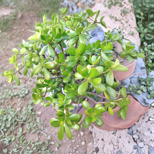 Jade Plant – 15 Cuttings Crassula Ovata | Succulent Starter Pack | Money Plant | Easy to Grow Indoor Outdoor