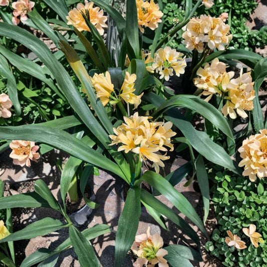 Clivia Yellow – Clivia miniata (Yellow Form) Live Plant | 2 Feet Tall | Includes 1 Gallon Nursery Pot  Rare Yellow Blooms | Shade Loving | Elegant Evergreen Foliage