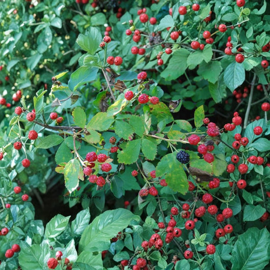 Wild Blackberry Bush – Set of 2 Live Bare Root Plants | Hardy Native Berry Bush | Edible Fruit Plant | Backyard Garden Berry Starter