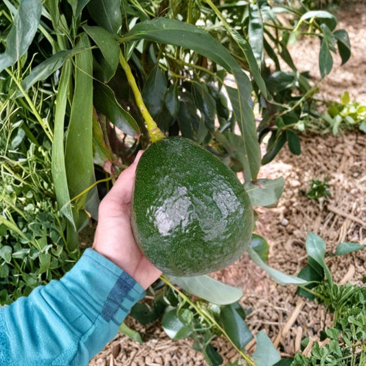 Holiday Avocado Tree – Persea americana Grafted Tree | 1 Foot Tall | Shipped in Plastic Bag  Compact Patio Variety | Rich Creamy Fruit | Early Producing