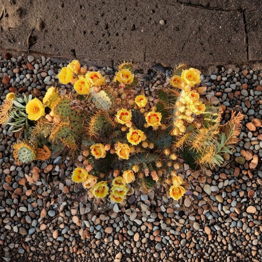Opuntia × rooneyi – Rooney’s Prickly Pear 1 Live Pad Cutting | Rare Hybrid | Collector Cactus  Hardy Opuntia Hybrid | Full Sun | Easy to Root