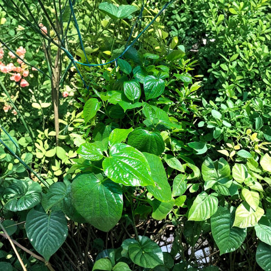 Piper Lolot Cuttings – Wild Betel Leaf Plant | 4 Unrooted 4–8 Inch Stem Cuttings | Rare Vietnamese Culinary Herb