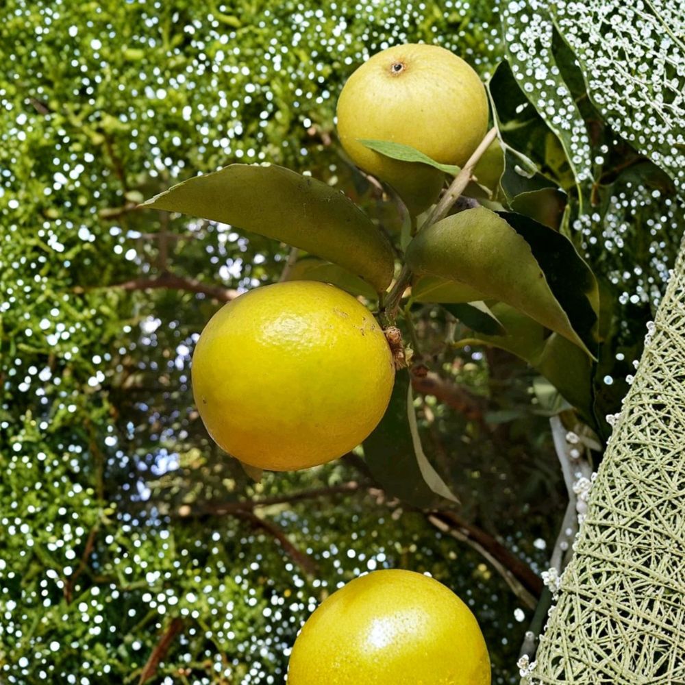 Palestine Sweet Lemon Cutting – 6–8 Inch Citrus Limetta | Sweet Lime Scion Wood | Grafting or Rooting | Rare Citrus Variety