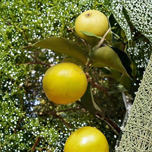 Palestine Sweet Lemon Cutting – 6–8 Inch Citrus Limetta | Sweet Lime Scion Wood | Grafting or Rooting | Rare Citrus Variety