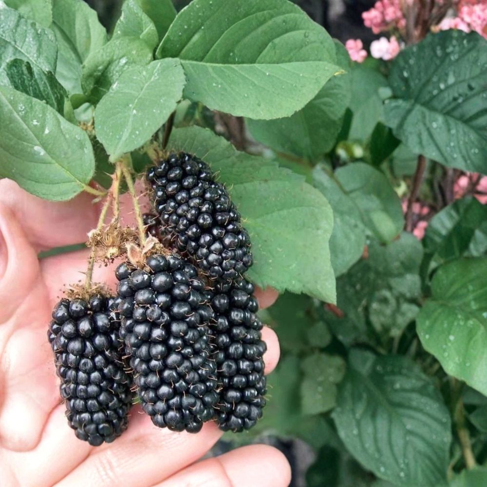 Black Satin Thornless Blackberry – Live Bare Root Plant | 8–14 Inches Tall | High Yield Berry Bush | Sweet Tart Fruit Variety | Easy Grow Garden Berry