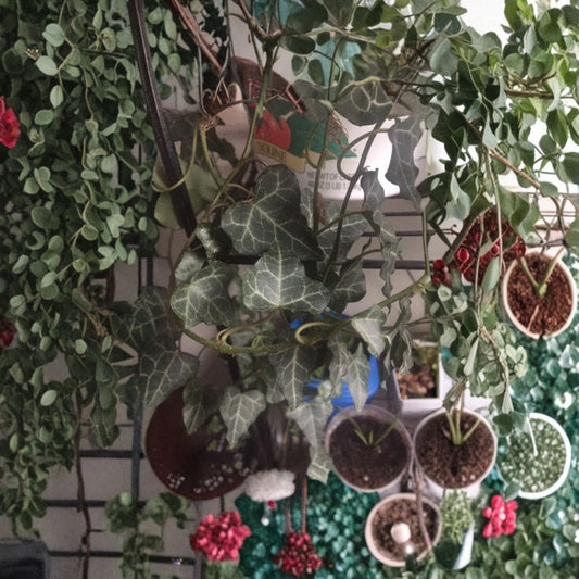 English Ivy – 30 Live Cuttings with Roots | 12 Inch Long Vines | Ready to Plant | Hardy Climbing Plant | Wholesale Lot