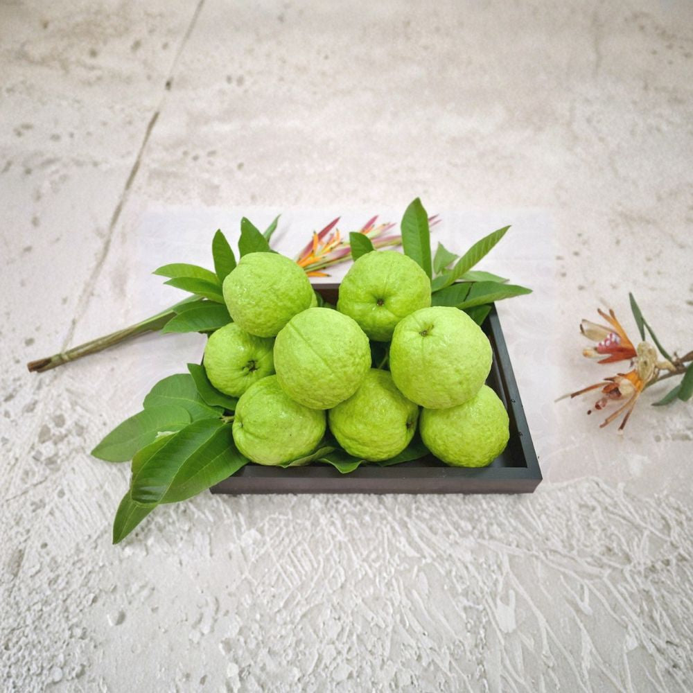 Taiwanese Guava – Air Layered Tree – Psidium guajava Live Plant | 1–2 Feet Tall | Includes 6 Inch Nursery Pot  Crunchy & Sweet Fruit | Air Layered | Fast Fruiting Variety