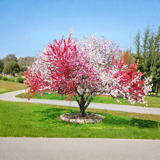Peppermint Flowering Peach – Prunus persica Ornamental Tree | 2–3 Feet Tall | Includes 6 Inch Nursery Pot  Red, White & Pink Double Blooms | Fast Growing | Showy Landscape Accent