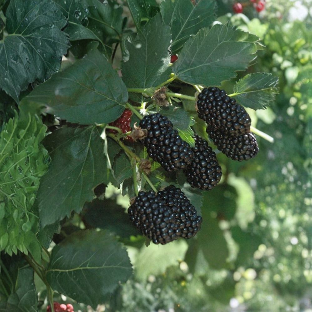 Osage Thornless Blackberry Plants – Set of 2 Live Berry Bushes | 1–2 Year Old Plants | Sweet High Yield Fruit | Garden Ready