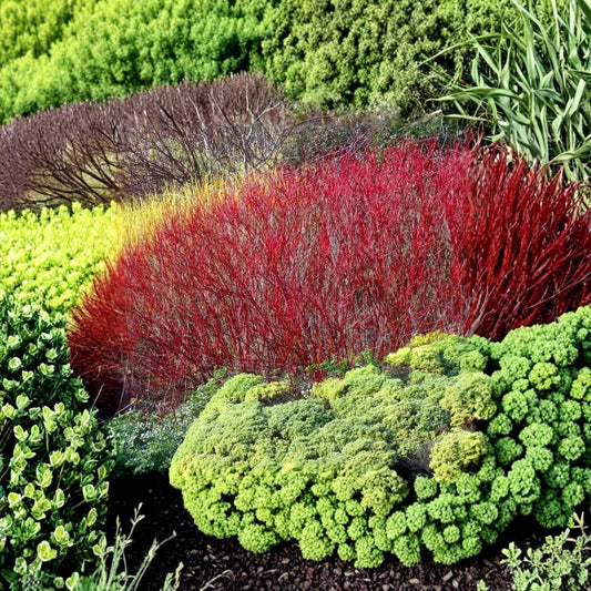 Red Twig Dogwood Cuttings – 15 Fresh 10 Inch Cornus Amomum | Silky Dogwood | Easy to Root Shrub | Winter Color Garden Plant