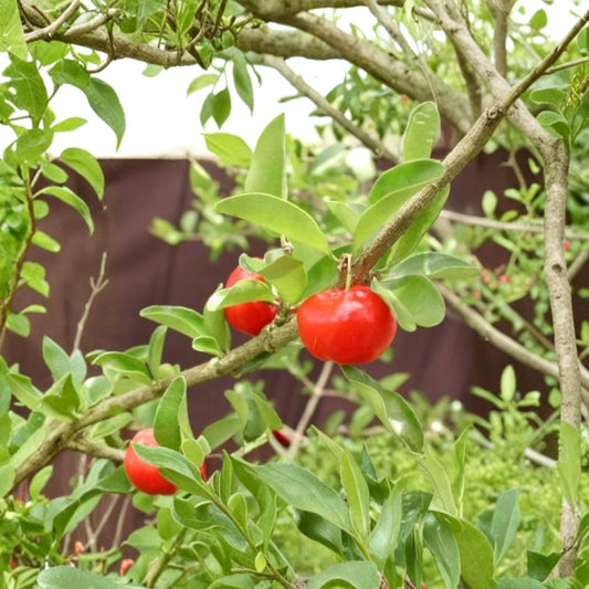 Barbados Cherry Tree – Malpighia emarginata Live Fruit Tree | 3–4 Feet Tall | Shipped in 3 Gallon Pot  High Vitamin C Superfruit | Fast Growing | Backyard & Hedge Friendly