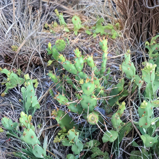 Opuntia drummondii (aka pusilla) – Prickly Pear 1 Live Pad Cutting | Cold Hardy | Yellow Flowers  Southeastern Native Cactus | Zone 5 Hardy | Rare Opuntia