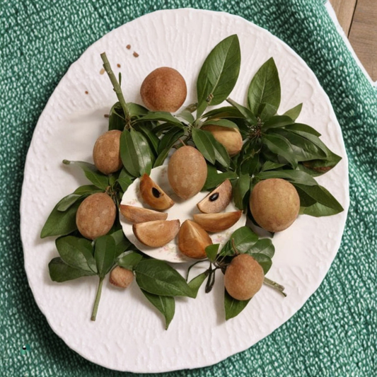Sapodilla ‘Tikal’ – Manilkara zapota Live Tropical Fruit Tree | 2 Feet Tall | Shipped in 3 Gallon Pot  Brown Sugar Sweet Flavor | Smooth Texture | Early Bearing Variety
