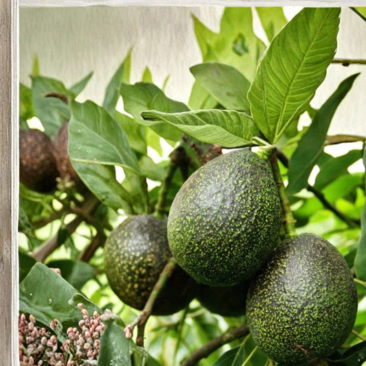 GEM Avocado Tree – Persea americana Grafted Tree | 1 Foot Tall | Shipped in Plastic Bag  High Yield Variety | Rich Creamy Fruit | Compact Growth Habit