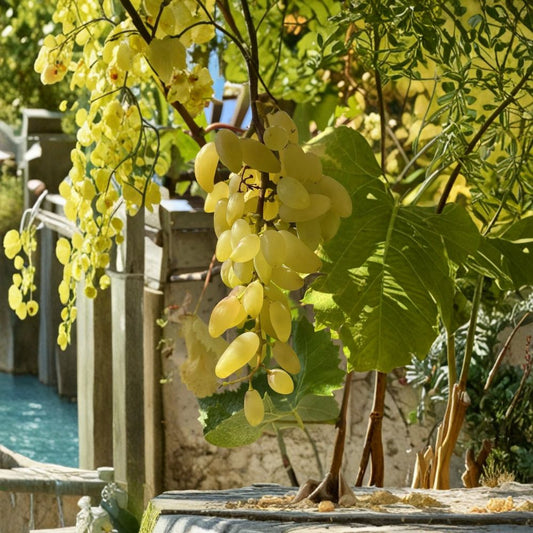 Gold Finger Grape Cuttings Set of 2 | Rare Table Grape Vine | Sweet Honey Flavor Fruit | Easy Rooting or Grafting | No Pot