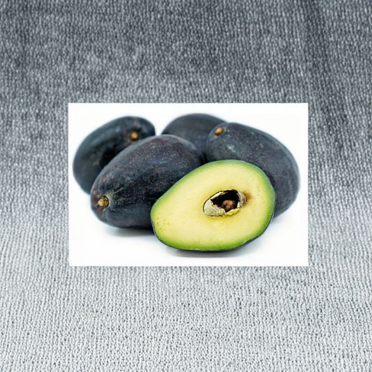 Sir Prize Avocado Tree – Persea americana Grafted Tree | 1 Foot Tall | Shipped in Plastic Bag  Cold Hardy Variety | Rich Creamy Fruit | Early Producing