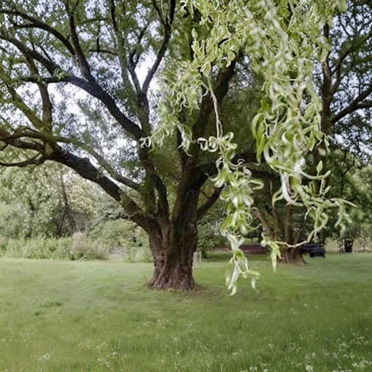 Corkscrew Willow Trees – 5 Bare Root 2–3 Ft Salix matsudana ‘Tortuosa’ | Fast Growing Curly Willow | Ornamental Landscape Tree